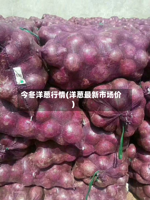 今冬洋葱行情(洋葱最新市场价)-第2张图片