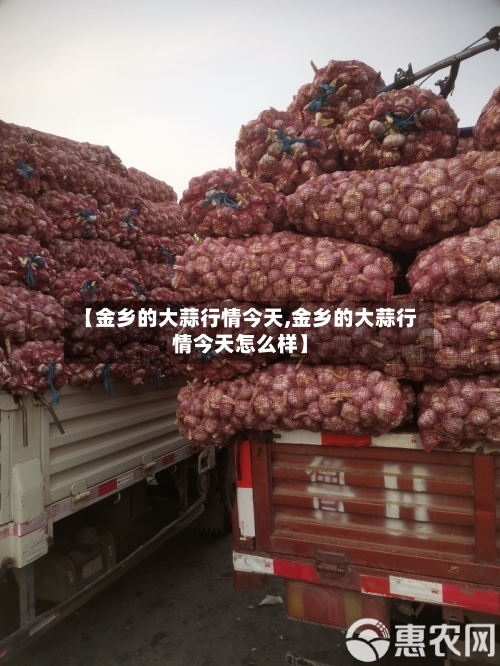【金乡的大蒜行情今天,金乡的大蒜行情今天怎么样】-第3张图片