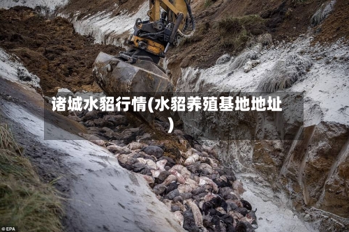 诸城水貂行情(水貂养殖基地地址)-第2张图片