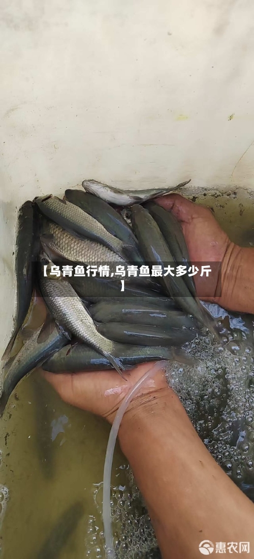 【乌青鱼行情,乌青鱼最大多少斤】-第2张图片