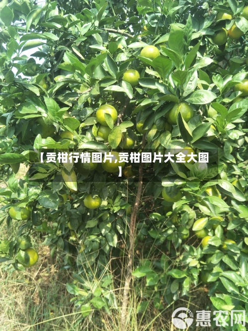 【贡柑行情图片,贡柑图片大全大图】-第2张图片