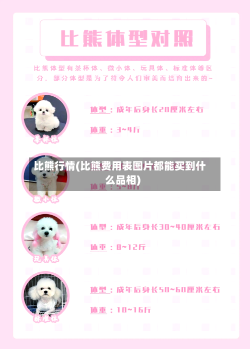 比熊行情(比熊费用表图片都能买到什么品相)-第2张图片