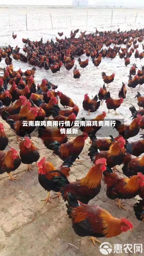 云南麻鸡费用行情/云南麻鸡费用行情最新-第2张图片