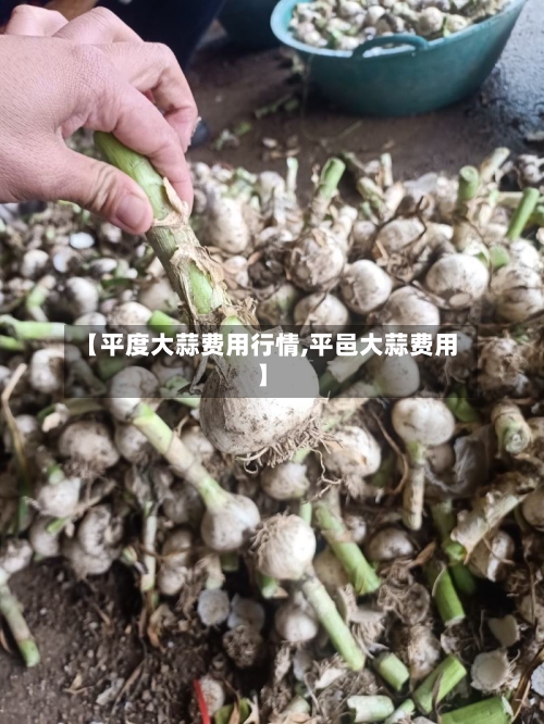 【平度大蒜费用行情,平邑大蒜费用】-第2张图片