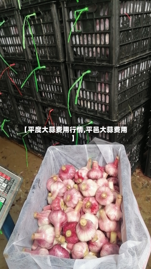 【平度大蒜费用行情,平邑大蒜费用】-第3张图片
