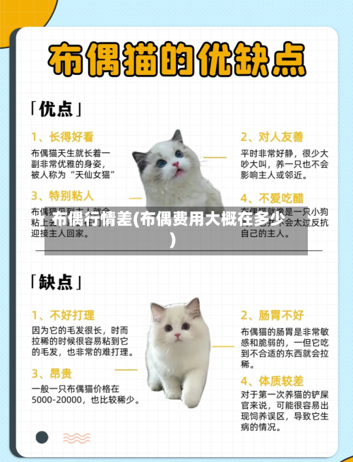布偶行情差(布偶费用大概在多少)-第1张图片