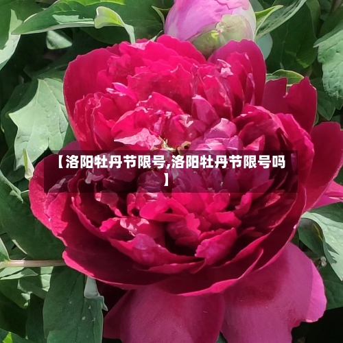【洛阳牡丹节限号,洛阳牡丹节限号吗】-第2张图片