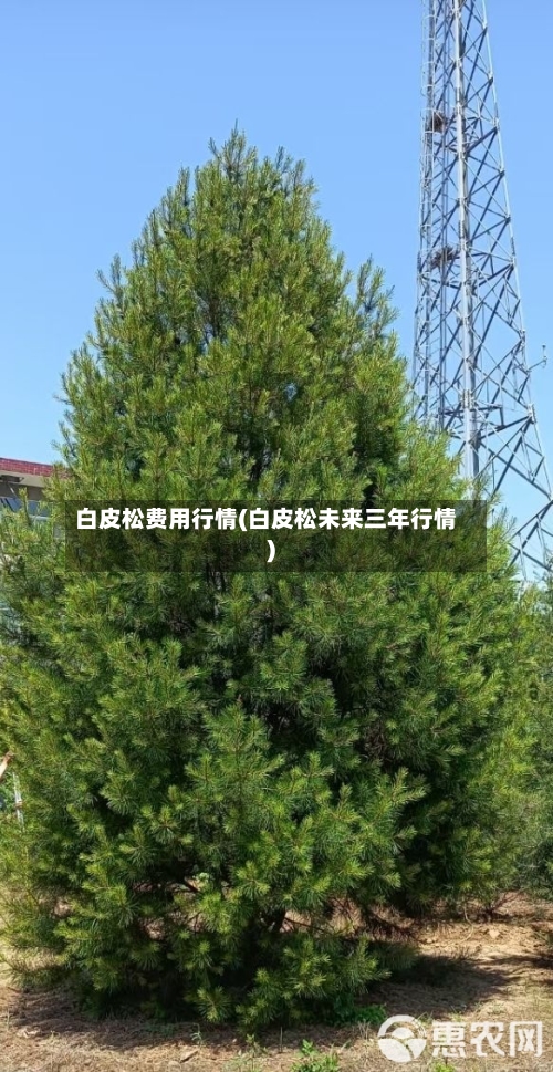 白皮松费用行情(白皮松未来三年行情)-第2张图片