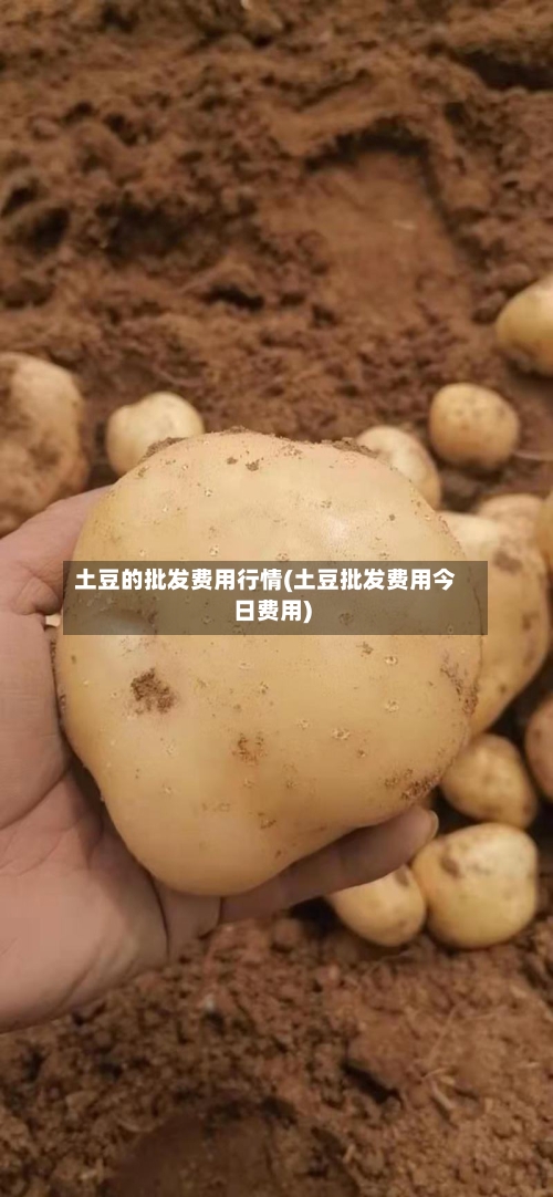 土豆的批发费用行情(土豆批发费用今日费用)-第3张图片