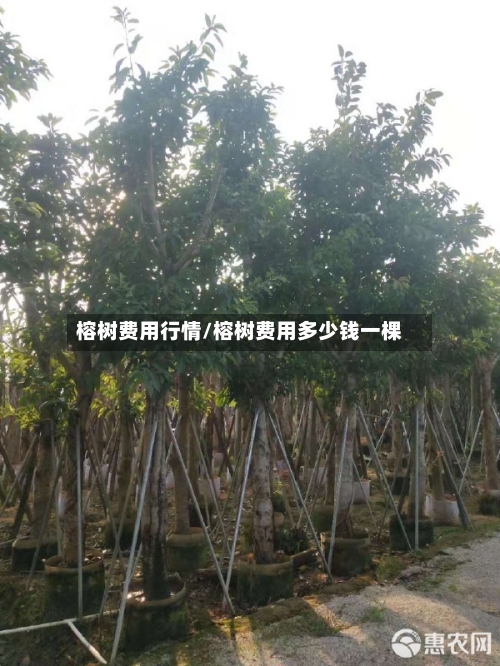 榕树费用行情/榕树费用多少钱一棵-第3张图片